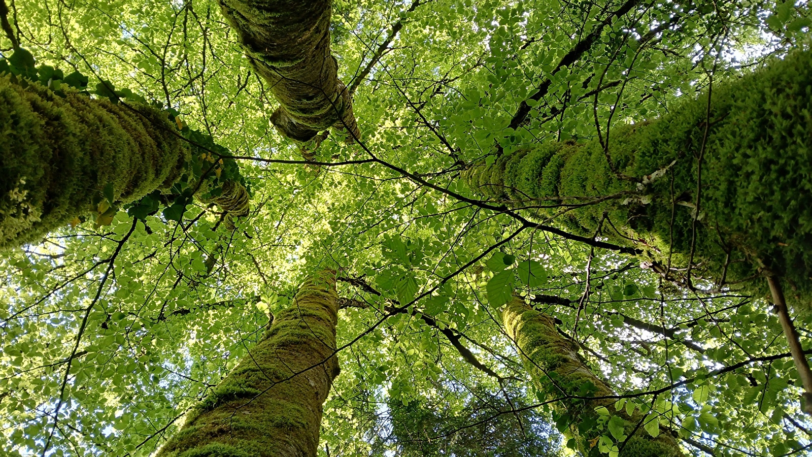 Catherine Bollengier - Sylvothérapie