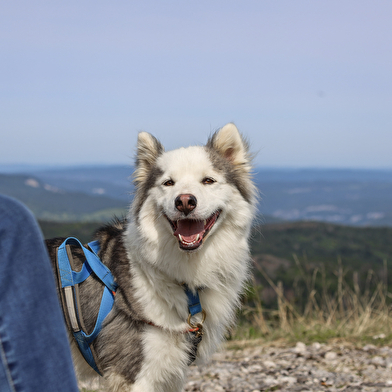 La vallée des laïkas - kart, cani-trottinette et cani-rando