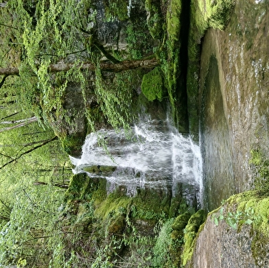 Catherine Bollengier - Sylvothérapie