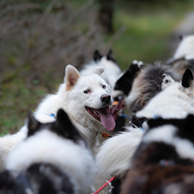 La vallée des laïkas - kart, cani-trottinette et cani-rando