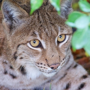 Parc Animalier La Garenne - LE VAUD